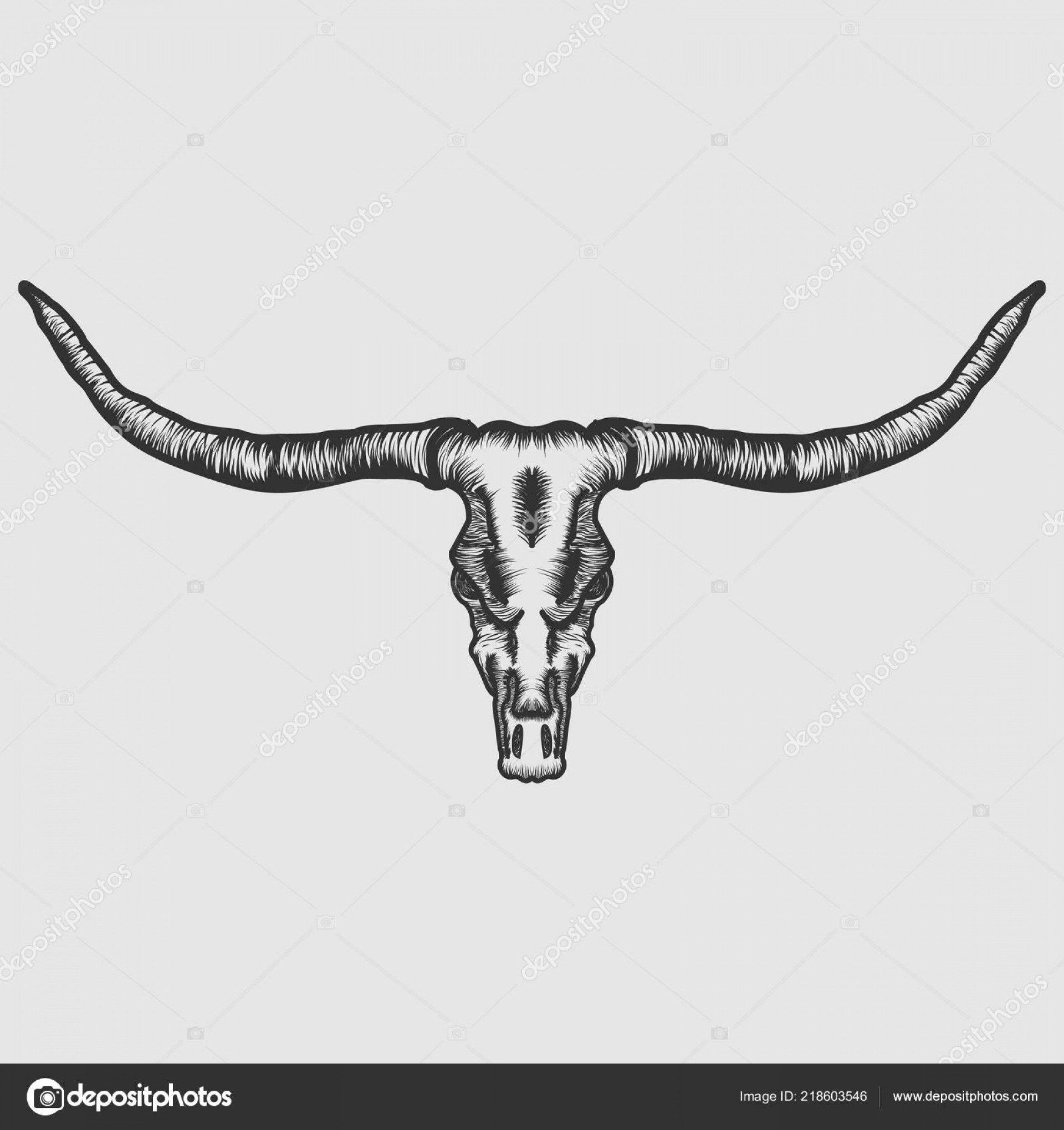 2304x2448 Steer Skull Vector Lamaison