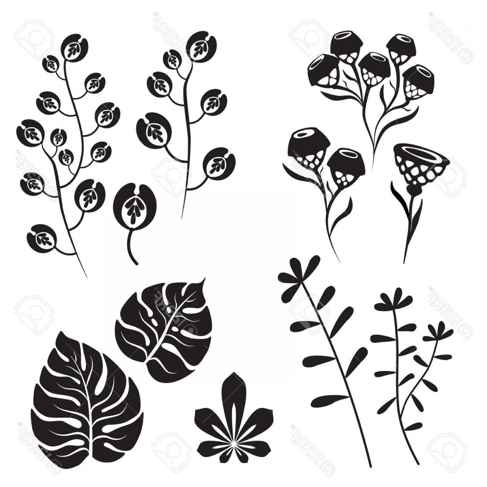 Photostock Vector Floral Design Set Botanical Plants Silhouette 1560x1560 Photostock Vector Floral Design Set Botanical Plants Silhouette