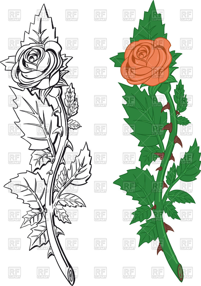 Pink Rose With Thorns On Wavy Stalk 842x1200 Pink Rose With Thorns On Wavy Stalk