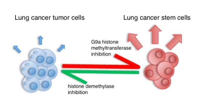 670x359 Proposed Cancer Treatment Boosts Lung Cancer Stem Cells