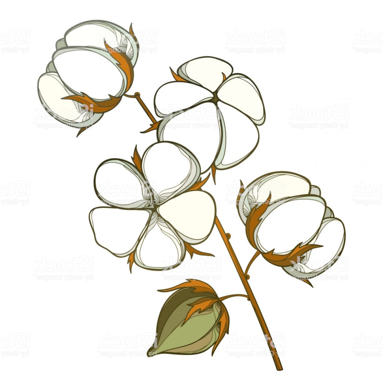 Vector Stem With Outline Cotton Boll With Leaf And Capsule 1228x1228 Vector Stem With Outline Cotton Boll With Leaf And Capsule