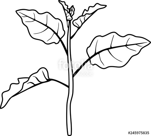 500x452 Coloring Page Eggplant Stem With Leaves Stock Image And Royalty