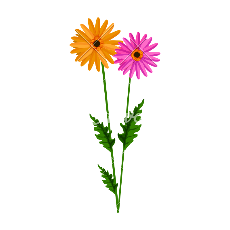 Daisy Flowers With Stem Vector 800x800 Daisy Flowers With Stem Vector