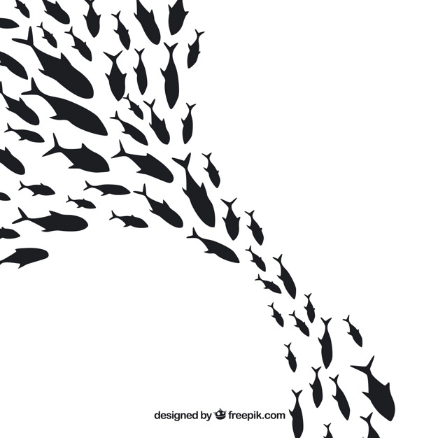 626x626 Fish Vectors, Photos And Free Download
