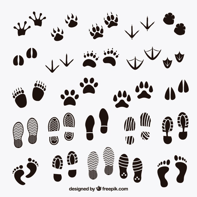 626x626 Steps Vectors, Photos And Free Download