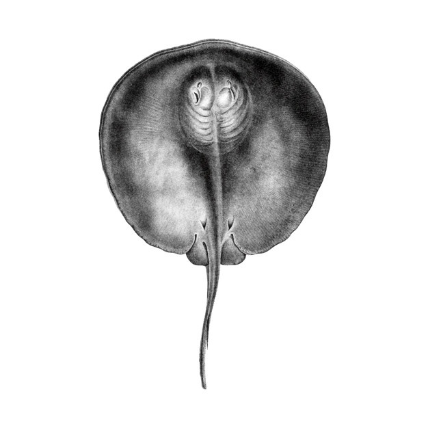 626x626 Stingray Vectors, Photos And Free Download