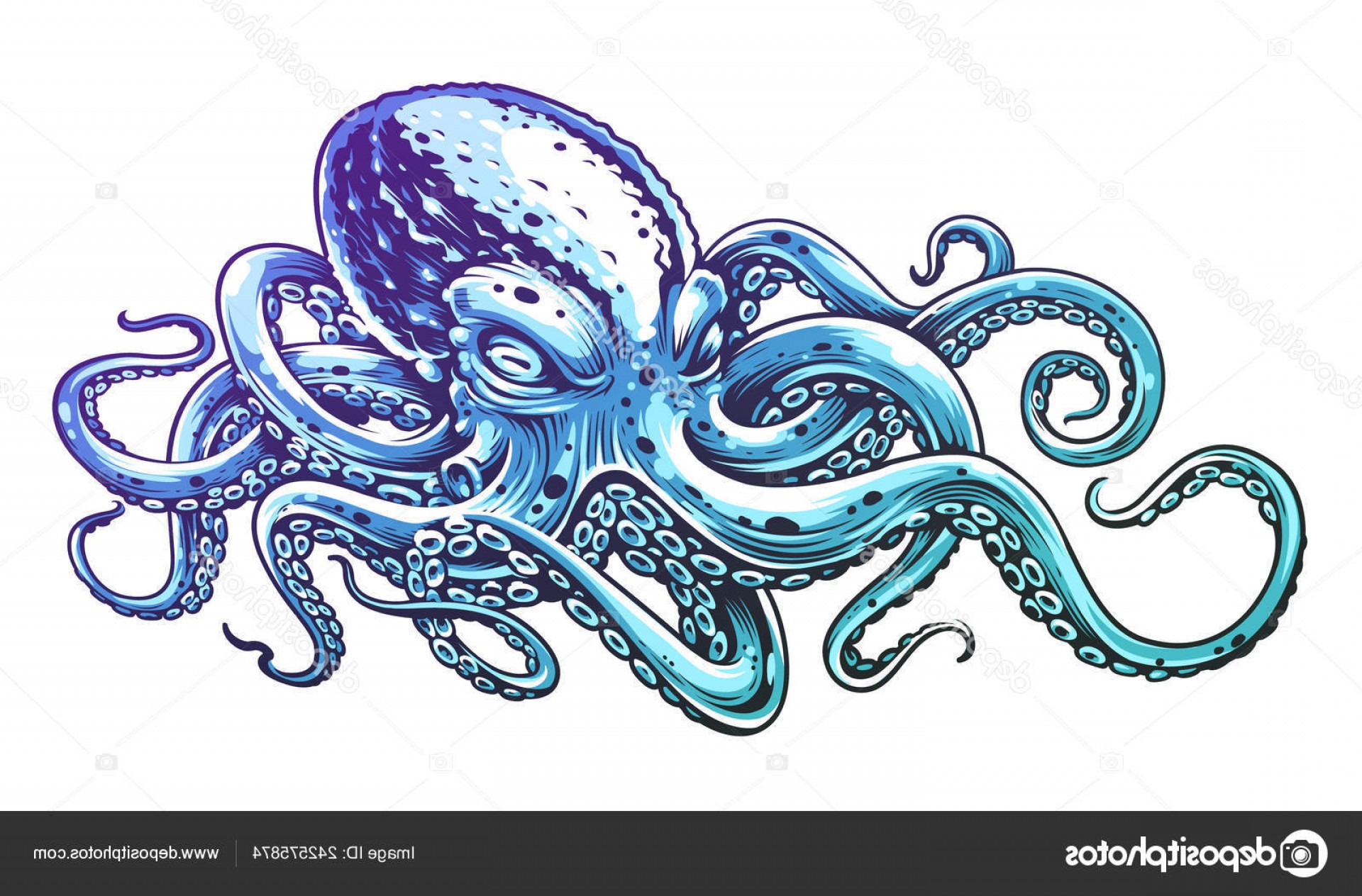 1920x1264 Octopus Stock Vector Lamaison