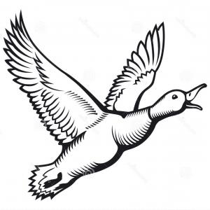 300x300 Stock Vector Flying Duck Vector Illustration Clip Art Image