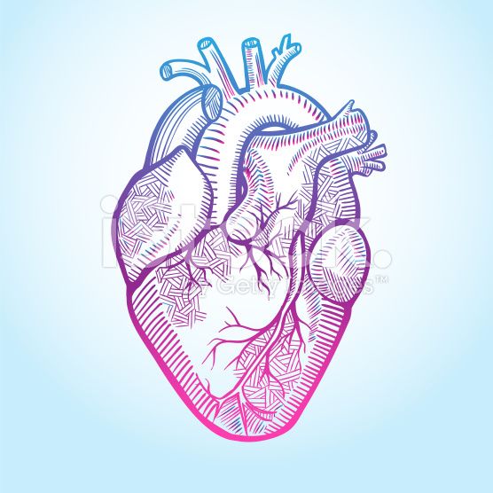 556x556 The Human Heart With The Arteries, Made In Graphic Style