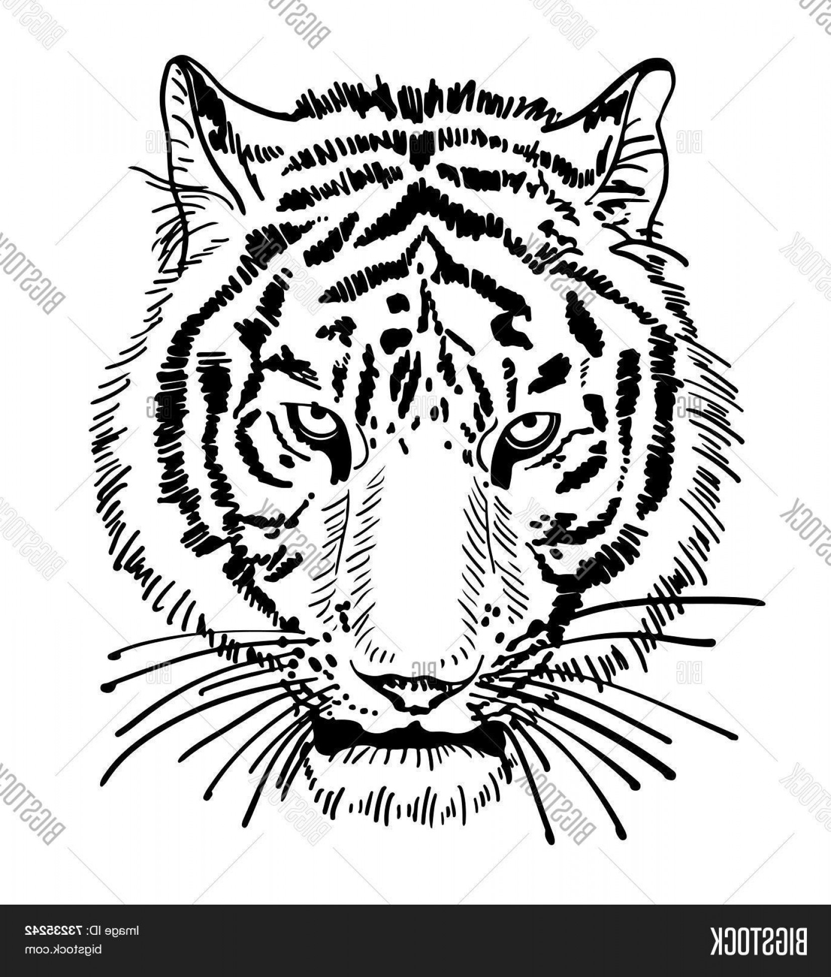 1653x1944 Tiger Face Vector Catchsplace
