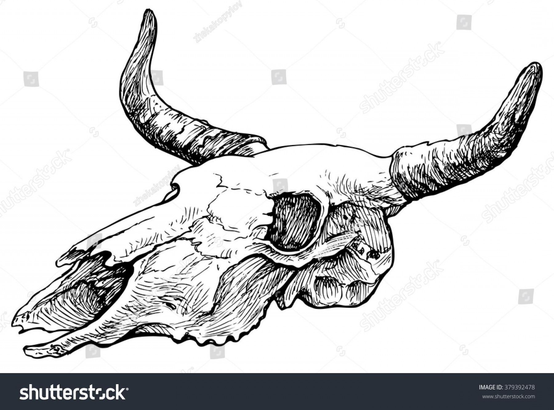 1800x1333 Bull Skull Vector Art Catamart