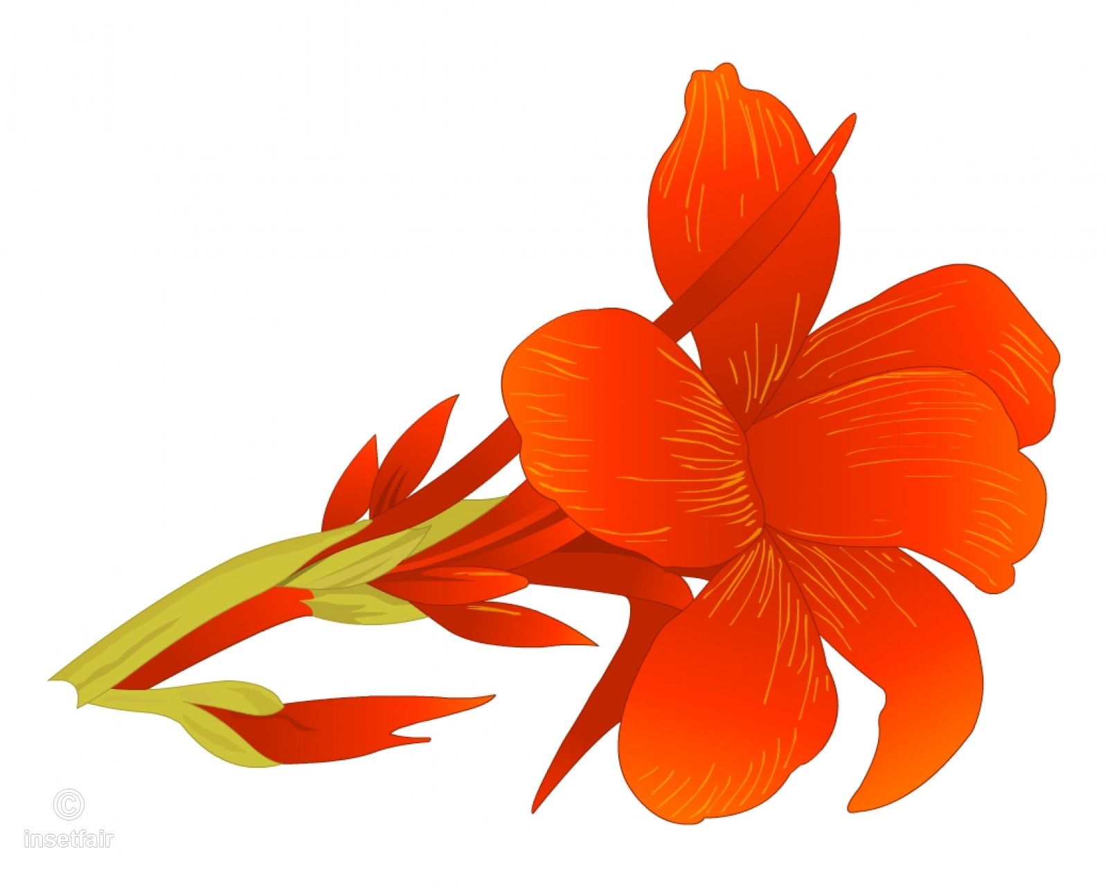 1600x1281 Canna Flowers Royalty Free Stock Vector Illustration