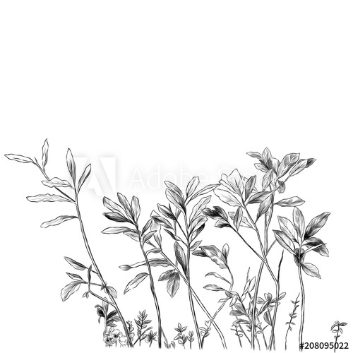 Sprouts Of Grass And Branches With Leaves, Sketch Vector Graphics 500x500 Sprouts Of Grass And Branches With Leaves, Sketch Vector Graphics