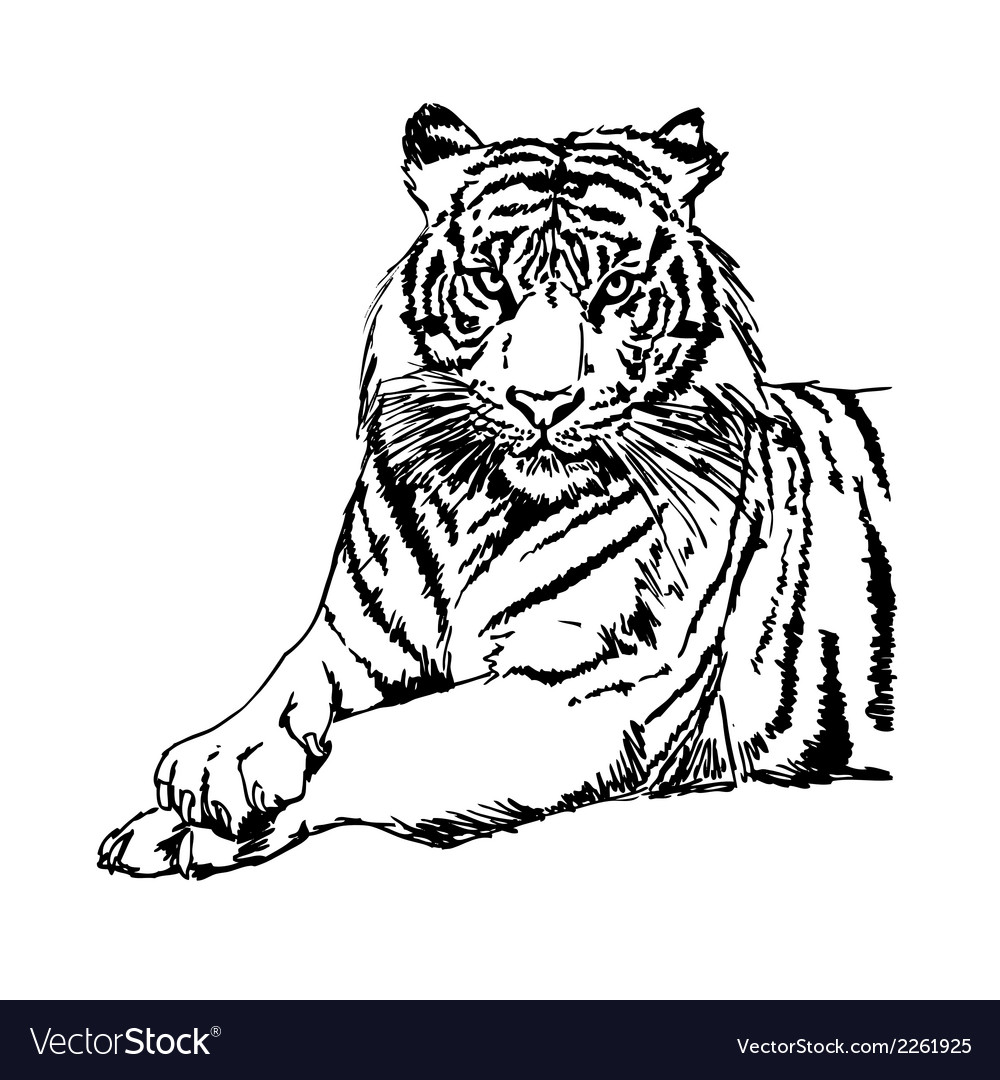 1000x1080 Tiger Clipart Vector Illustration For Free Download And Use Images