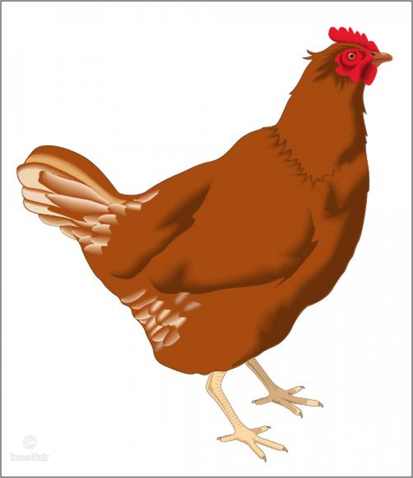 1381x1600 Adult Hen Stock Vector Free Image