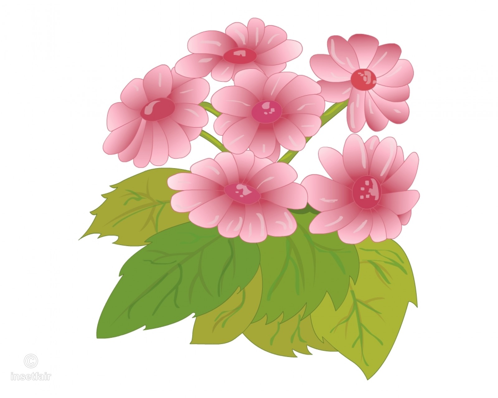 1600x1281 Cineraria Flowers Stock Vector Free Png Illustration