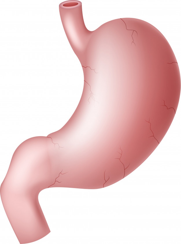 Gastric Vectors, Photos And Free Download 626x846 Gastric Vectors, Photos And Free Download