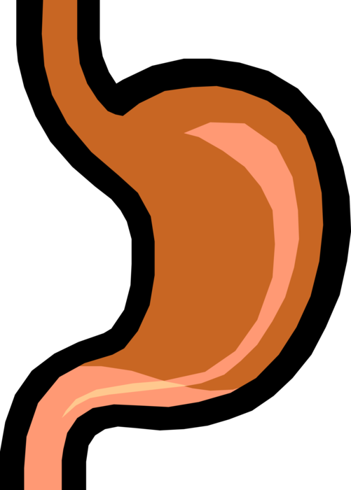 501x700 Human Stomach