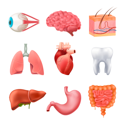 400x400 Page Stomach On Curated Vector Illustrations, Stock Royalty Free