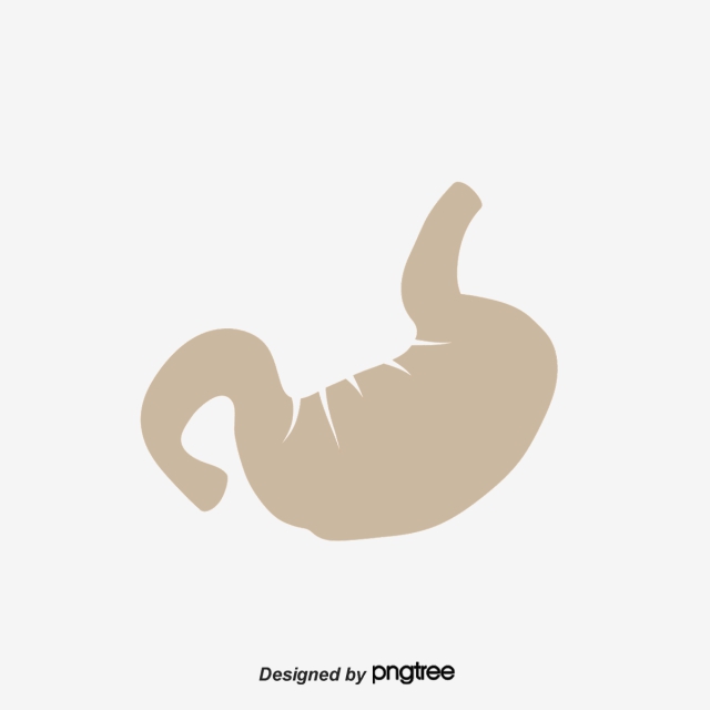 640x640 Stomach Png, Vector, And Clipart With Transparent Background