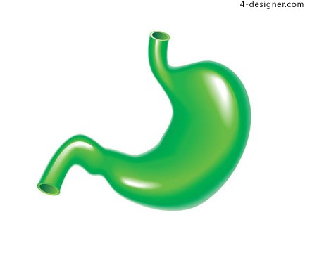 460x380 Designer Green Stomach Model Vector Material