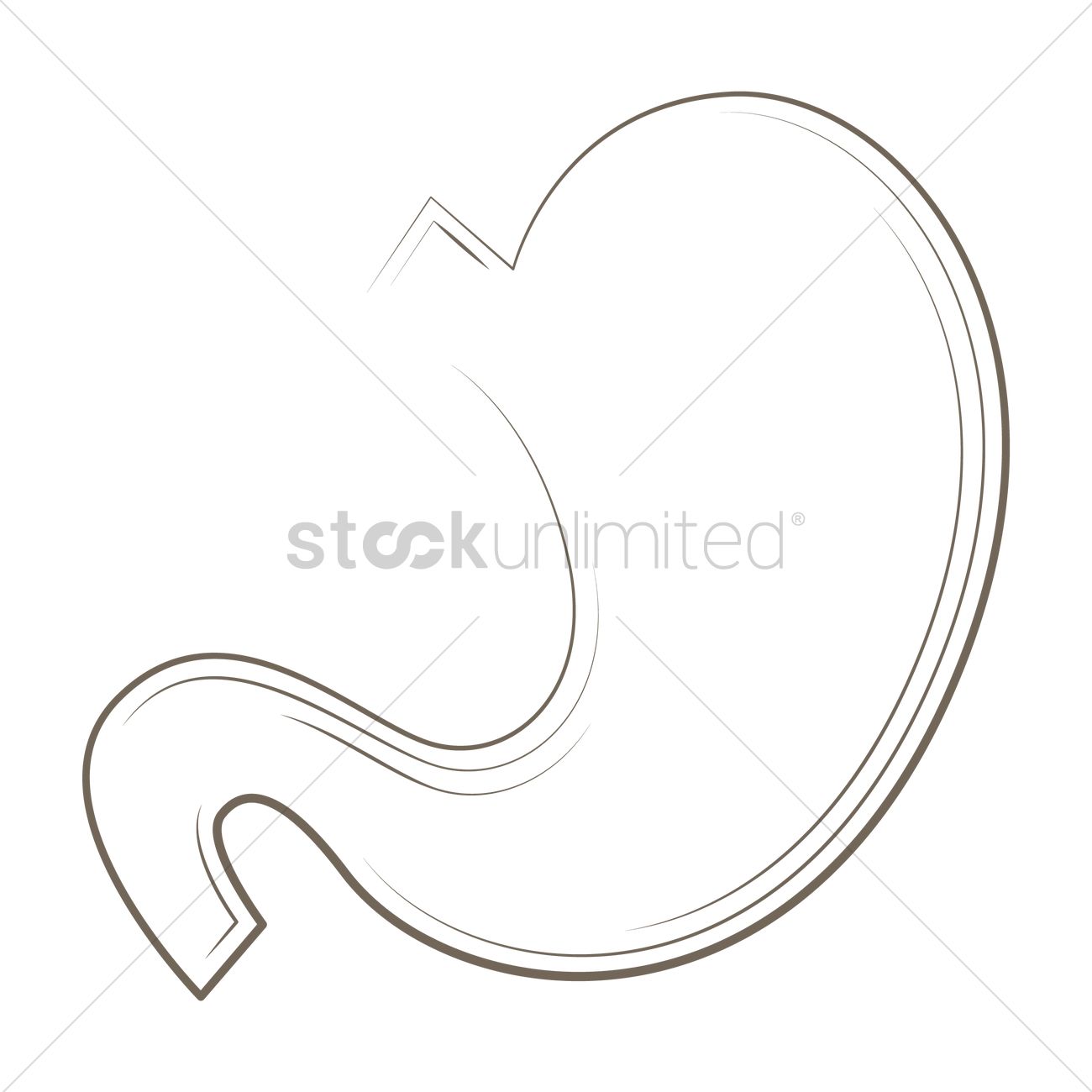 1300x1300 Stomach Vector Image