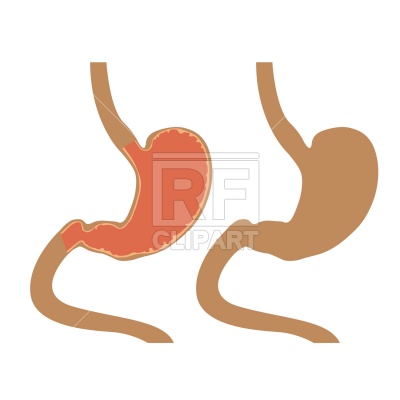 400x400 Stomach Vector Image Of Healthcare, Medical Prague