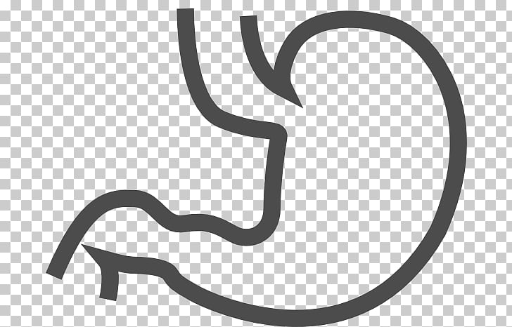 728x466 Stomach Vector Png Cliparts For Free Download Uihere