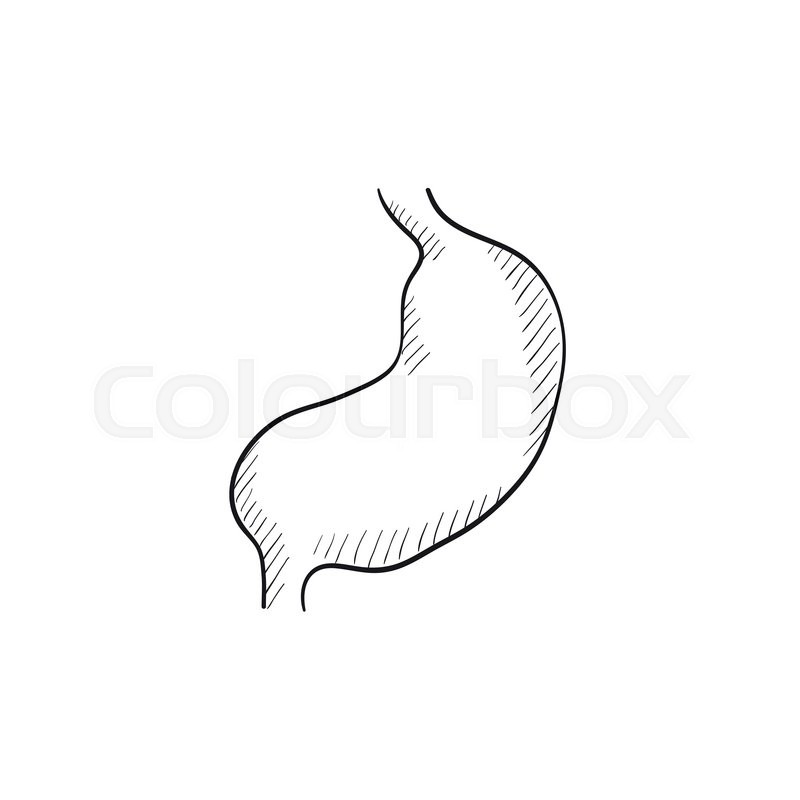800x800 Stomach Vector Sketch Icon Isolated On Stock Vector Colourbox