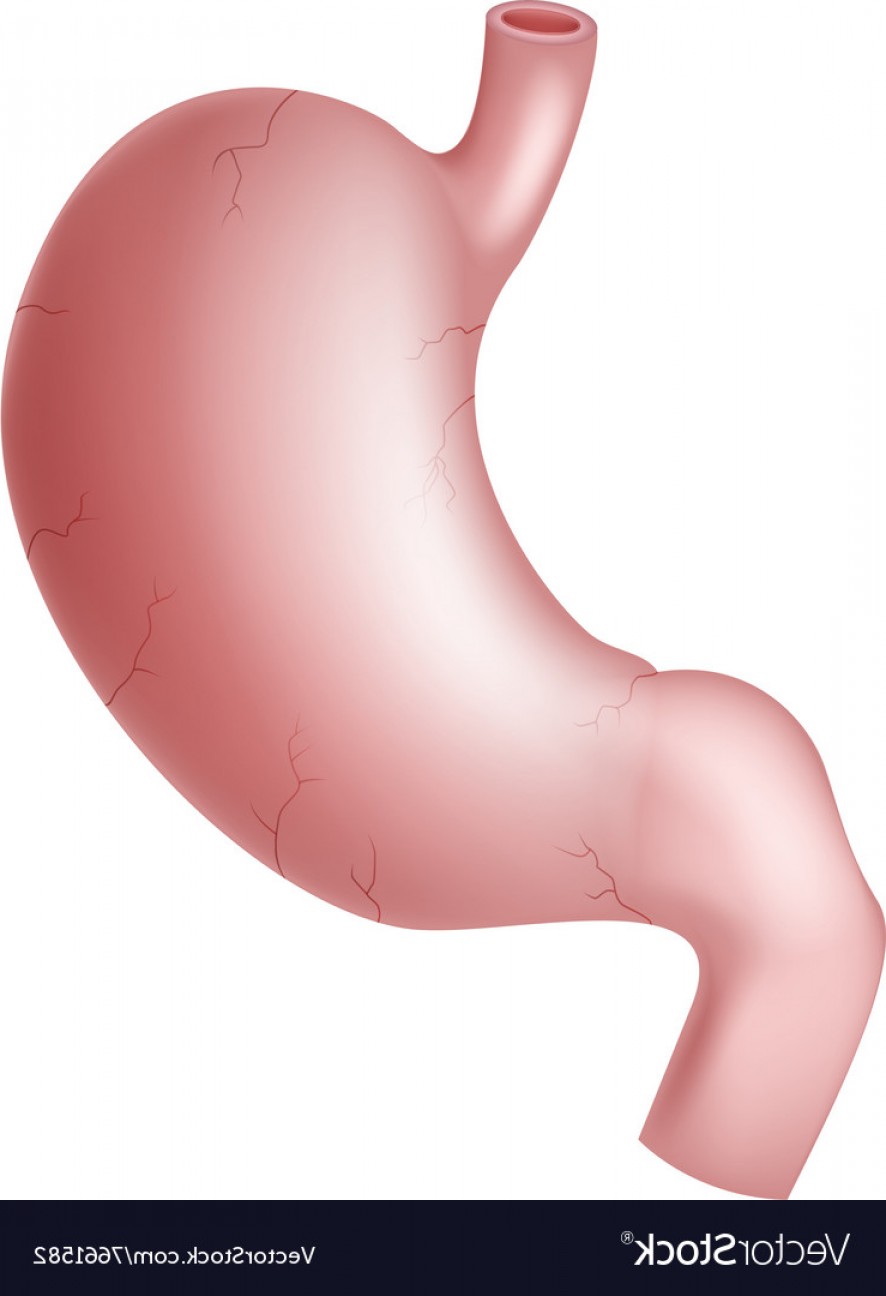 886x1296 Vector Human Stomach Hoodamath