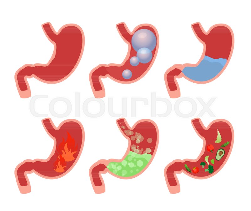 Stomach Vector at Vectorified.com | Collection of Stomach Vector free
