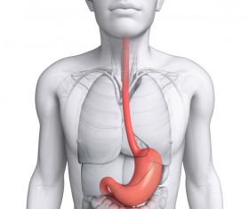 280x235 Stomach Vector