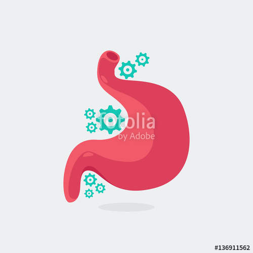 500x500 Stomach Vector Illustration Stock Image And Royalty Free Vector