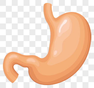 319x300 Stomach Vector Images Stomach Vector Pictures Free Download