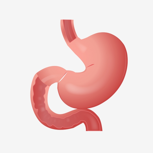 640x640 Cartoon Organ Stomach Vector, Png Illustration Download, Human