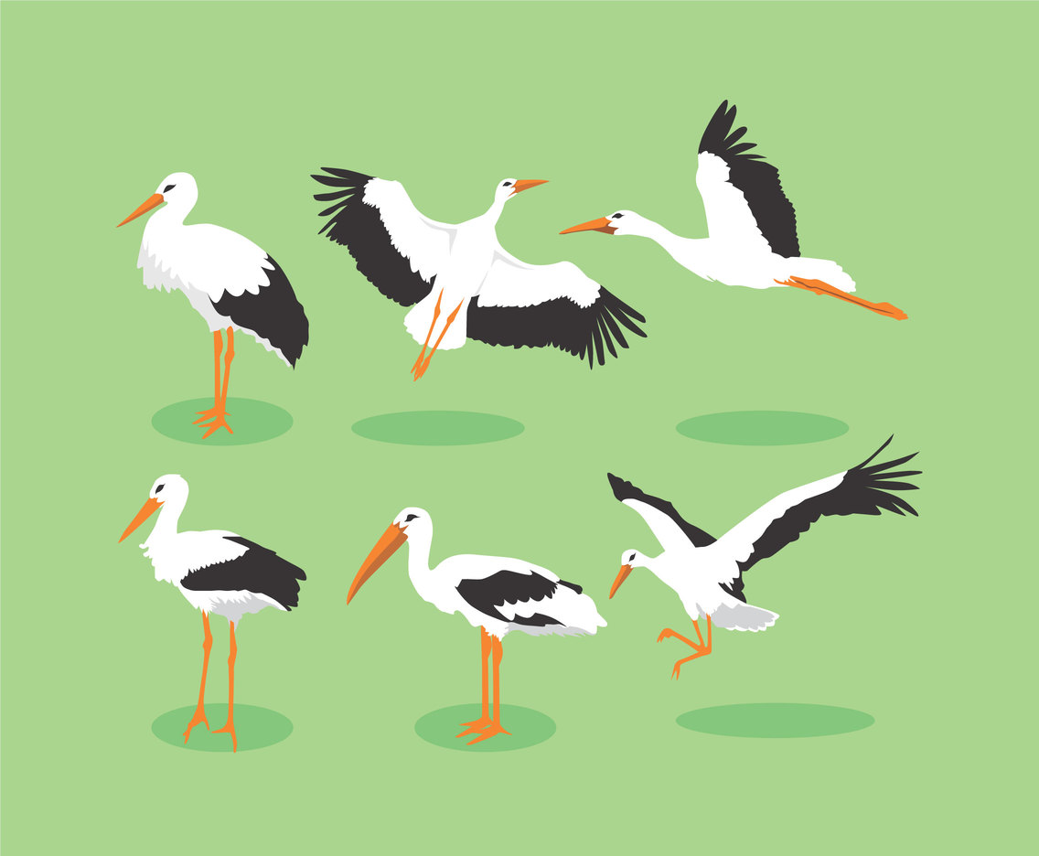 1136x936 Beautiful Storks Vector Vector Art Graphics