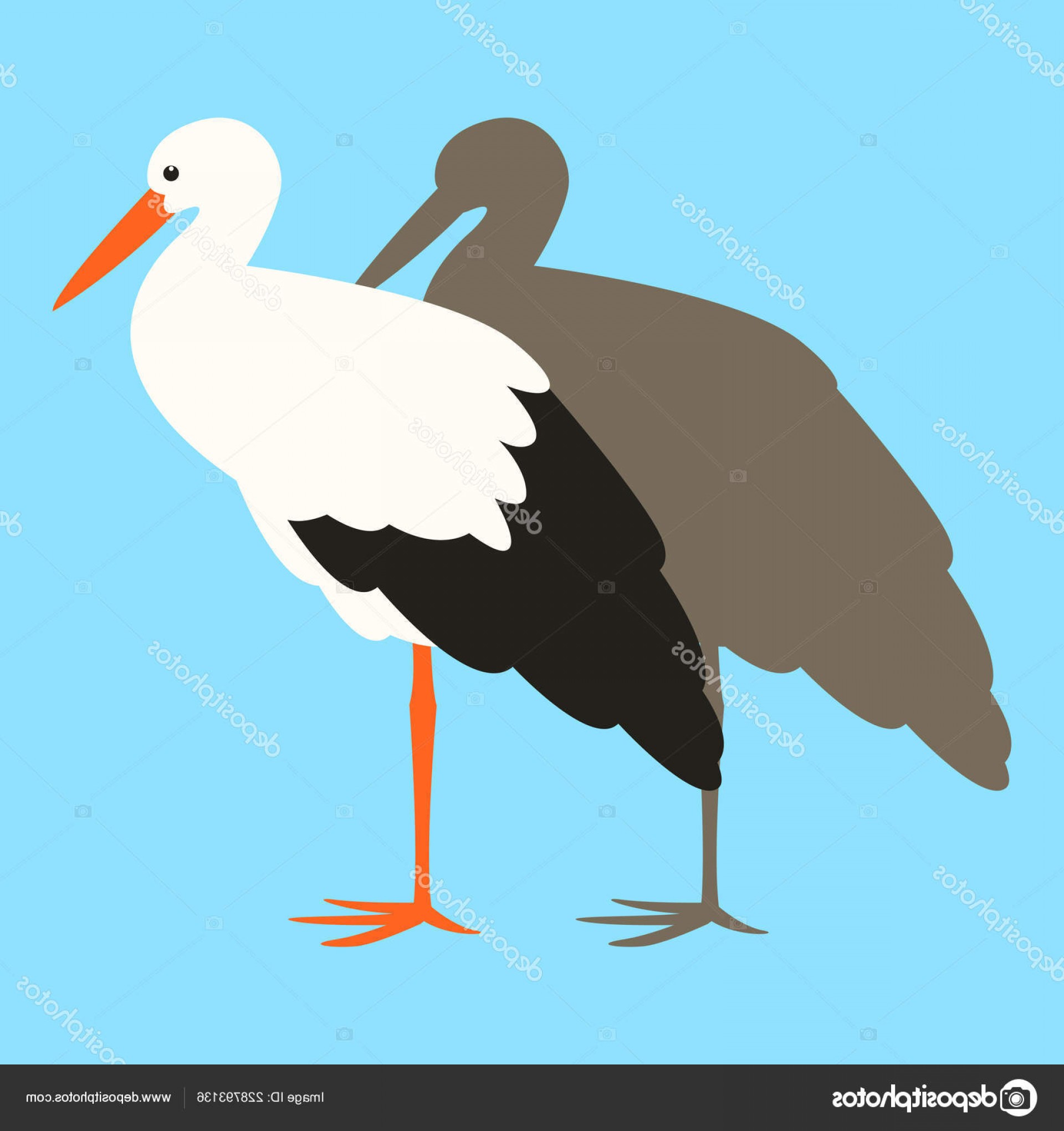 1920x2040 Stork Vector Catchsplace