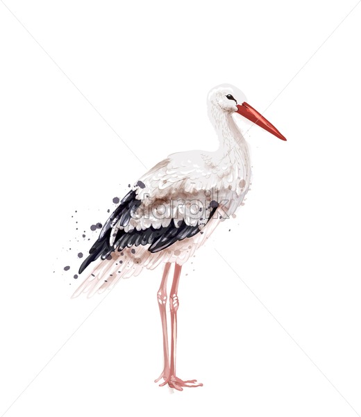 520x600 Stork Vector Watercolor Isolated On White Icon Painted Style
