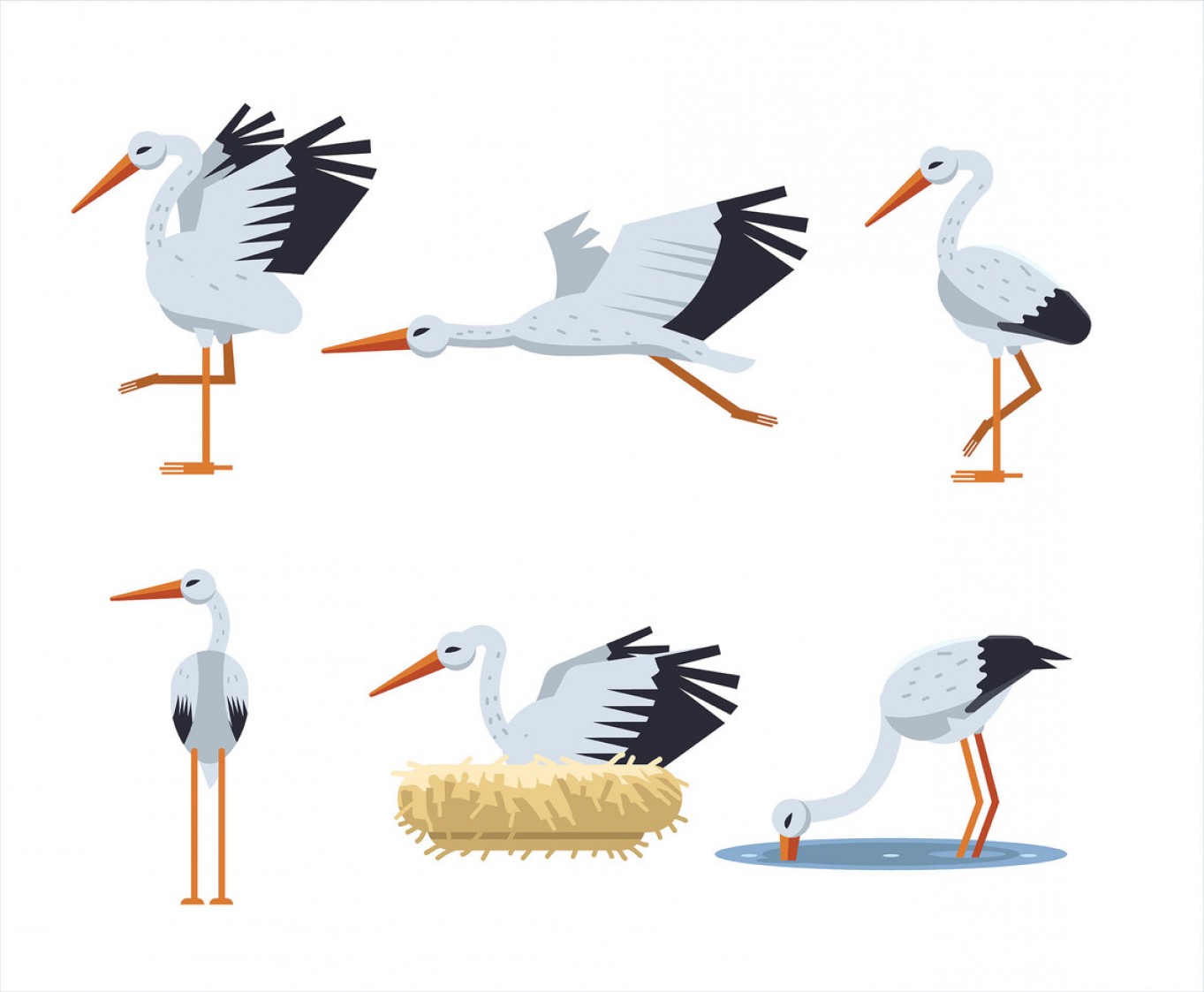 1363x1123 White Stork Vector Sarahgardan
