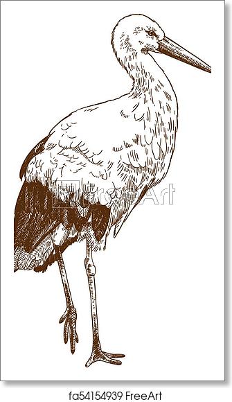 335x580 Free Art Print Of Engraving Drawing Illustration Of Stork Vector