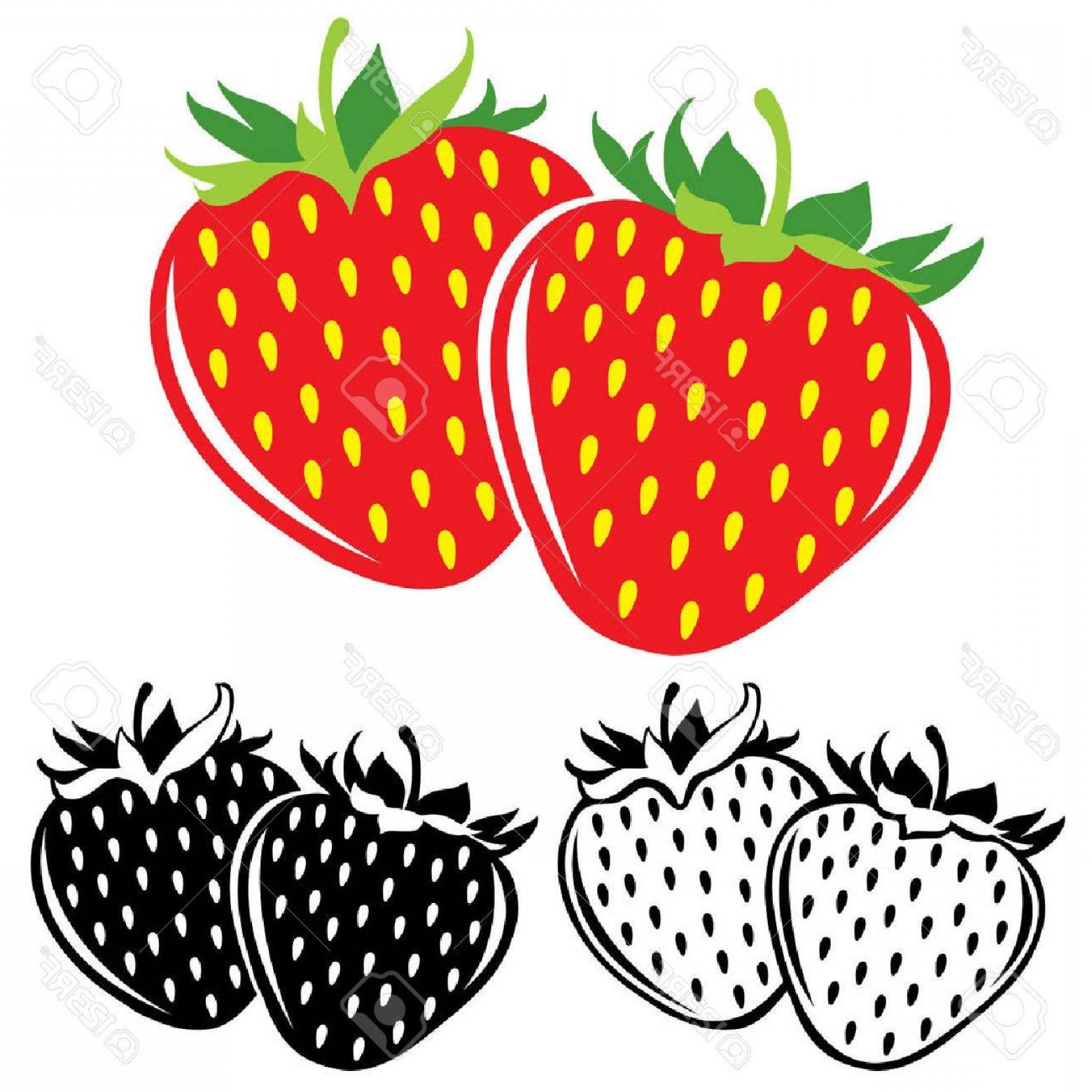 Strawberry Vector Png Pictures 1560x1560 Strawberry Vector Png Pictures