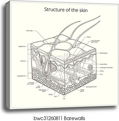 382x390 Skin Structure Vector Illustration, Canvas Print Barewalls