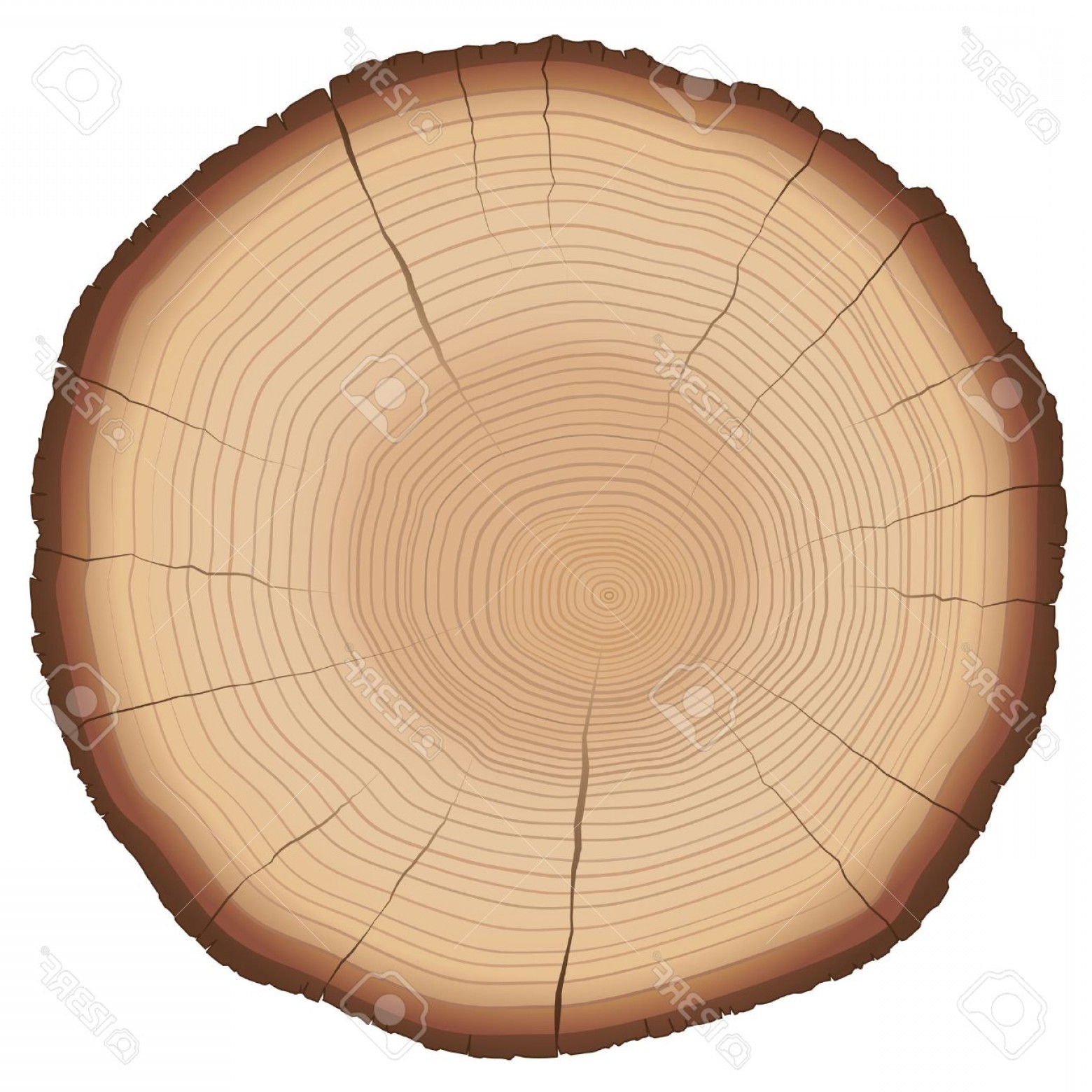 1560x1560 Tree Stump Vector Transparent Soidergi