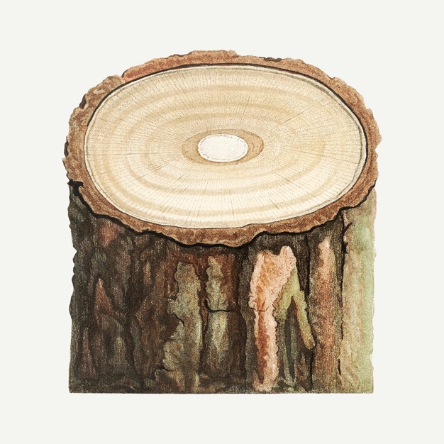 626x626 Tree Stump Vectors, Photos And Free Download