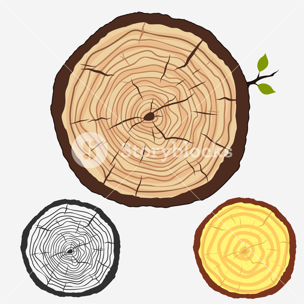 1000x1000 Tree Rings, Cut Stump With Forest Trees Vector Royalty Free Stock