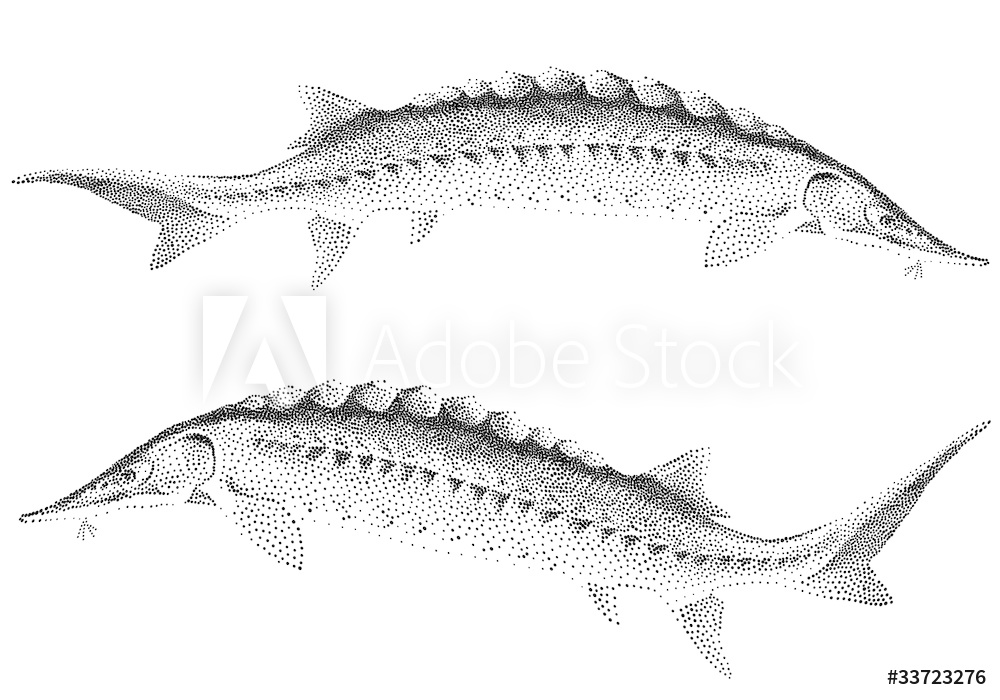 1000x700 Photo Art Print Sturgeon Fishes, Vector Europosters
