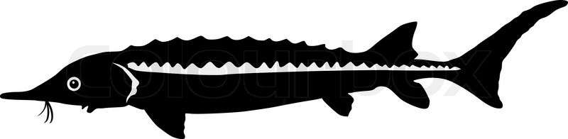 800x196 Silhouette Of Sturgeon Stock Vector Colourbox