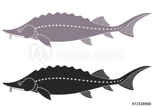 500x350 Sturgeon