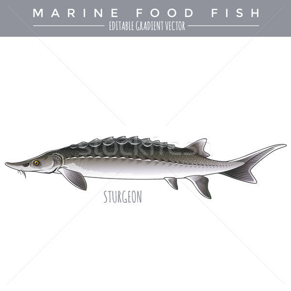 600x600 Sturgeon Stock Vectors, Illustrations And Cliparts Stockfresh