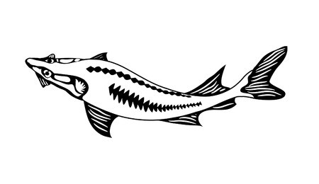 450x260 Black White Image Of A River Sturgeon Royalty Free Vector Graphics
